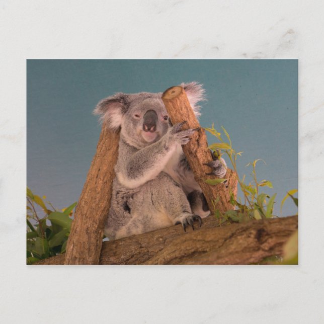 Carte Postale Koala (Devant)
