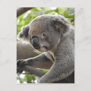 Carte Postale Koala