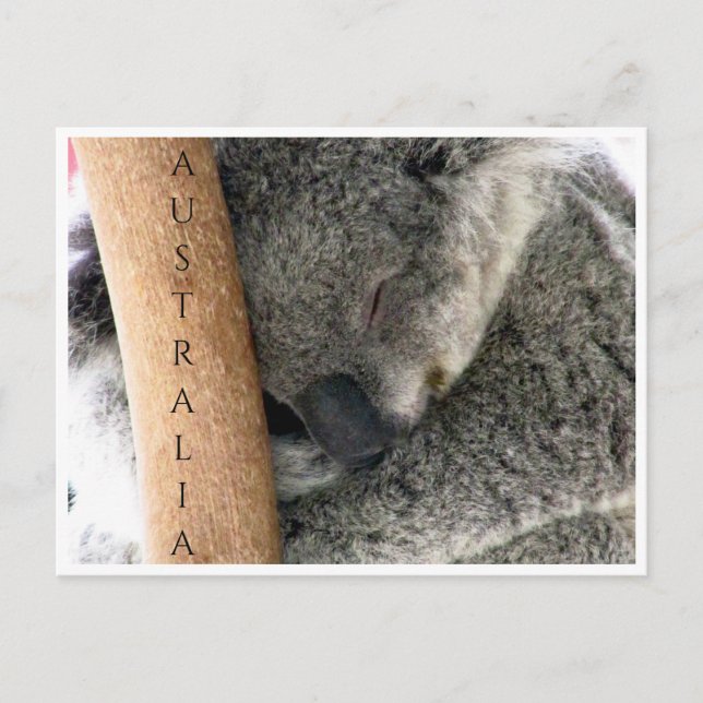 Carte Postale koala australie (Devant)