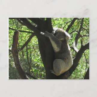 Carte Postale koala australien