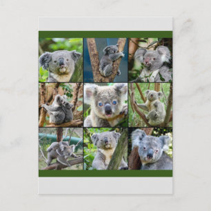 Carte Postale Koala australienne dans un arbre à eucalyptus