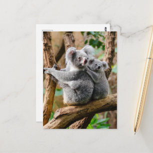 Carte Postale Koala avec bébé dans un arbre en Australie
