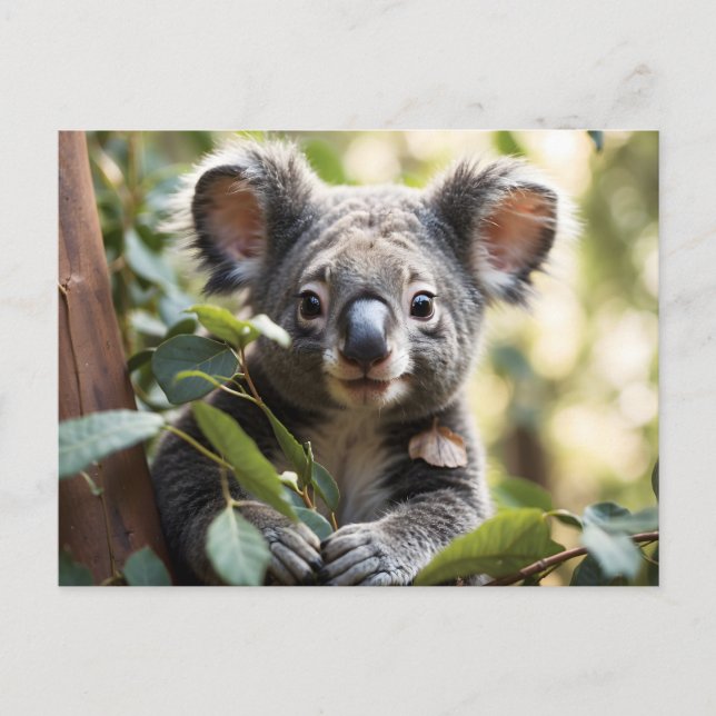 Carte Postale Koala Bear (Devant)
