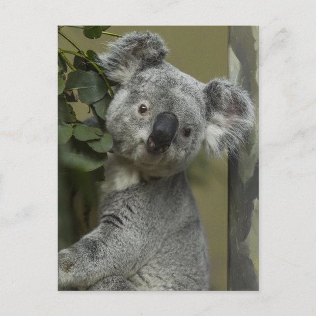 Carte Postale Koala Bear (Devant)