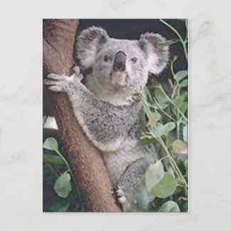 Carte Postale Koala Bear
