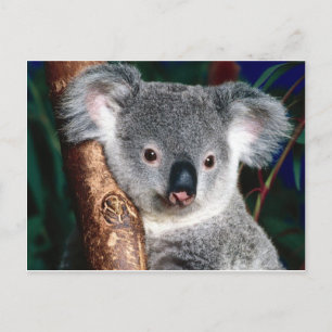 Carte Postale Koala Bear Australie Outback Pays Animal Cute