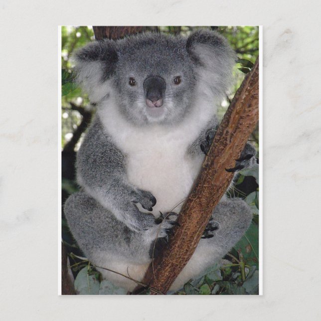 Carte Postale Koala Bears (Devant)