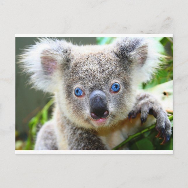 Carte Postale Koala Bears (Devant)