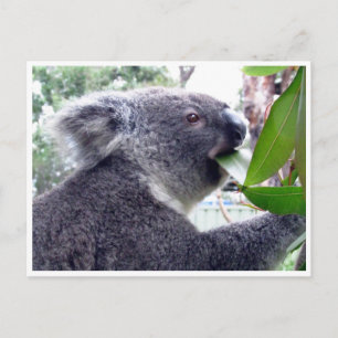 Carte Postale koala bouffe