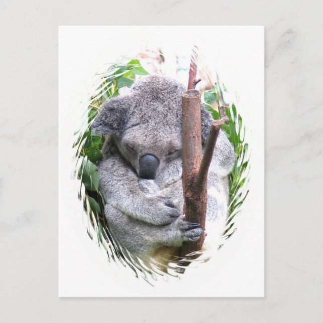 Carte postale Koala Cuddle (Devant)