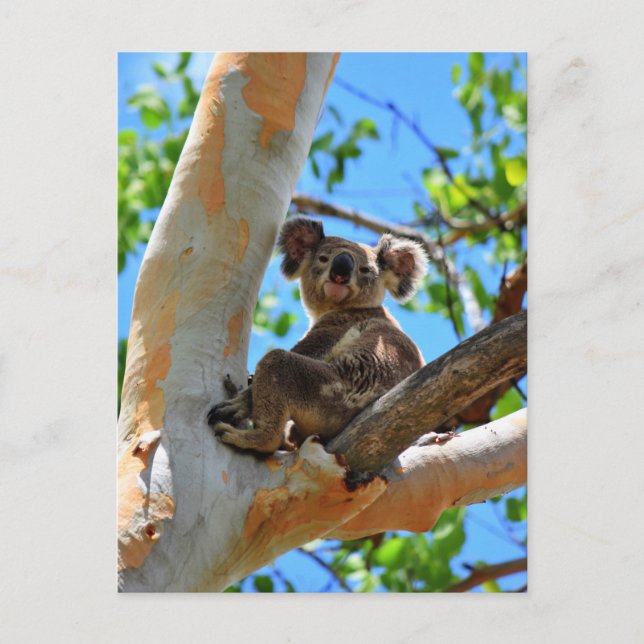 CARTE POSTALE KOALA DANS TREE QUEENSLAND AUSTRALIE (Devant)