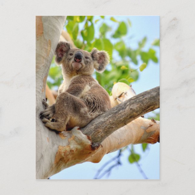 CARTE POSTALE KOALA DANS TREE QUEENSLAND AUSTRALIE (Devant)