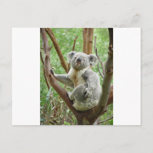 Carte Postale Koala de Kuddly (Devant)