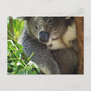 Carte postale Koala décontracté
