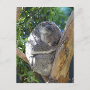 Carte Postale Koala dormant dans l'arbre