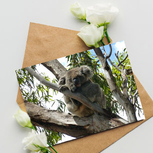 Carte Postale Koala - Dormir
