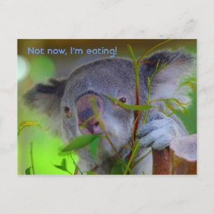 Carte postale Koala Eating