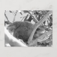 Koala endormi, photographie en noir et blanc, Aust