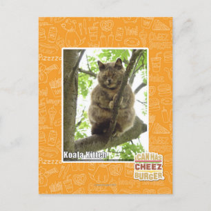 Carte Postale Koala Kitteh