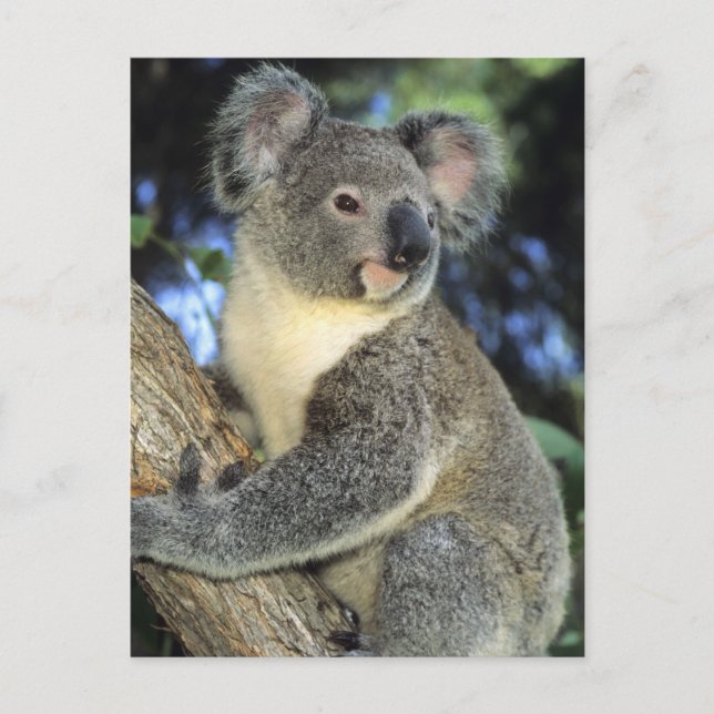 Carte Postale Koala, Phascolarctos cinereus), Australie, (Devant)