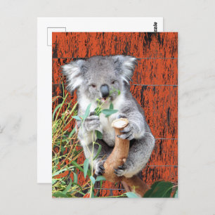 Carte postale Koala Snack Time