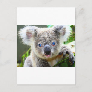 Carte Postale Koalas