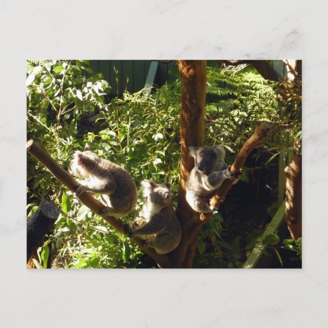 Carte Postale koalas (Devant)