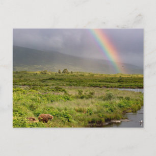Carte Postale Kodiak Ours Sous L'Arc En Ciel