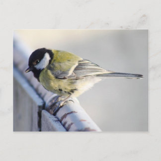 Carte Postale Kohlmeise