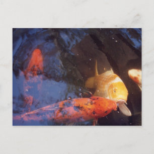 Carte Postale Koi