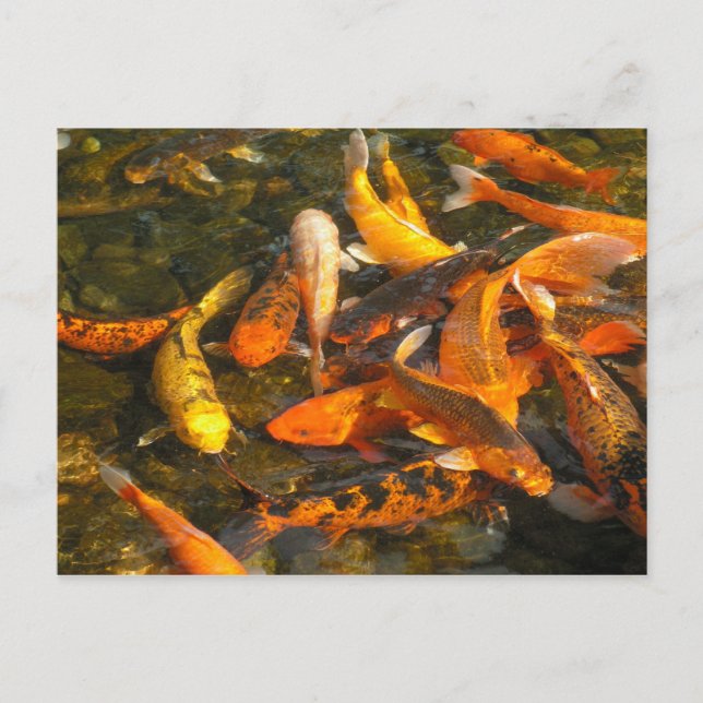 CARTE POSTALE KOI (Devant)