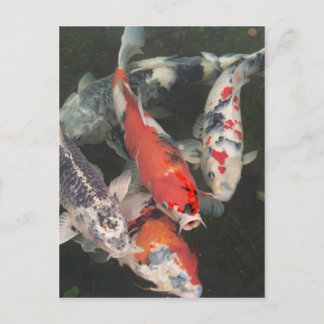 Carte Postale Koi