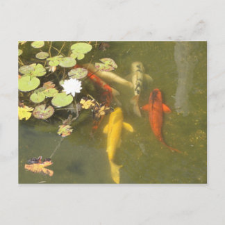 Carte Postale Koi Fish in a Lily pond