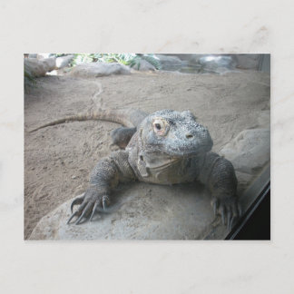 Carte Postale Komodo Dragon