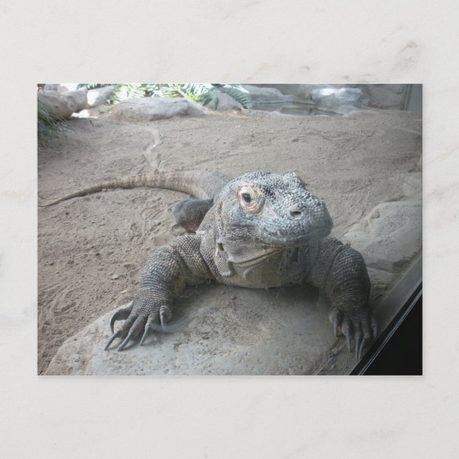 Carte Postale Komodo Dragon (Devant)