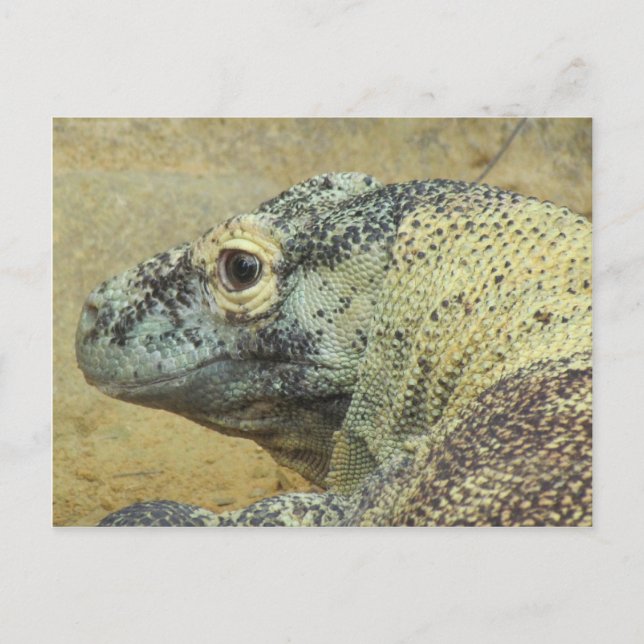 Carte Postale Komodo Dragon (Devant)