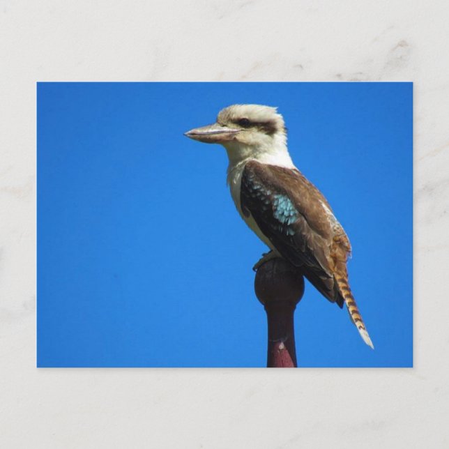 Carte Postale kookaburra (Devant)