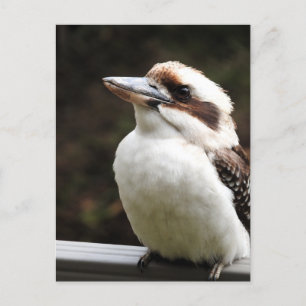 Carte Postale Kookaburra