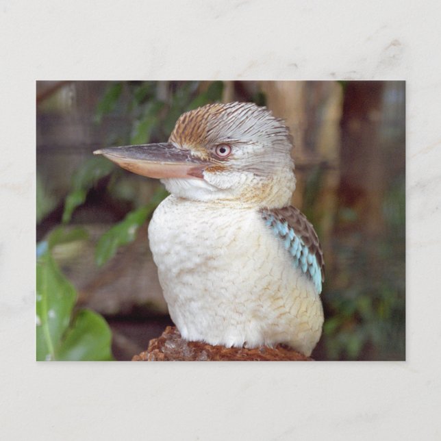 Carte postale Kookaburra (Devant)