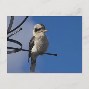 Carte Postale Kookaburra