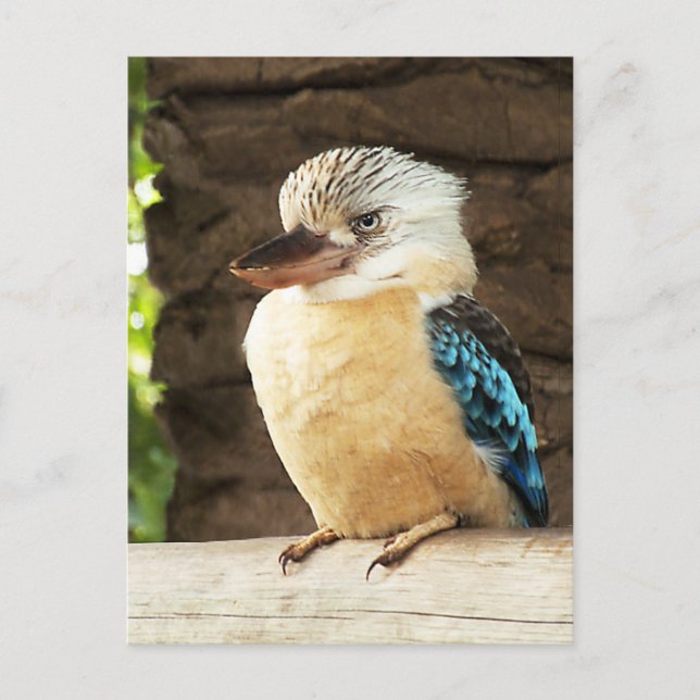 Carte Postale Kookaburra (Devant)