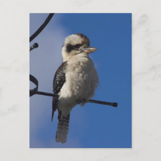 Carte Postale Kookaburra