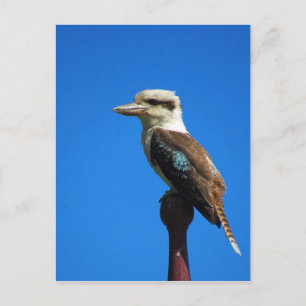 Carte Postale kookaburra BLUE