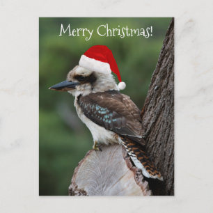 Carte Postale Kookaburra Oiseau Animal Rouge Père Noël