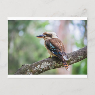 Carte Postale Kookaburra sur branche