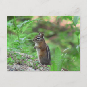 Carte Postale Kooskooskia Idaho Mammifères Cerfs Animaux Chipmun