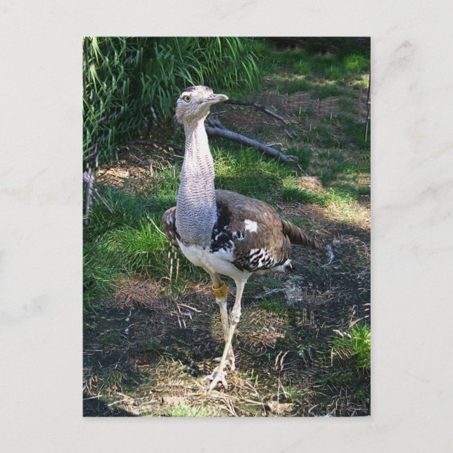 Carte Postale Kori Bustard Bird (Devant)