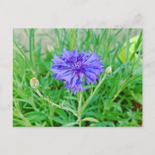 Carte Postale Kornblume
