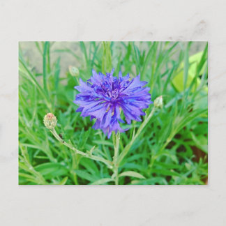 Carte Postale Kornblume