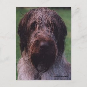 Carte Postale Korthals Griffon - Portrait Tsjip